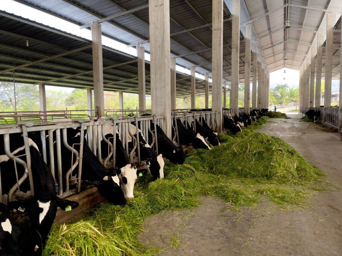 Farms and gaushalas